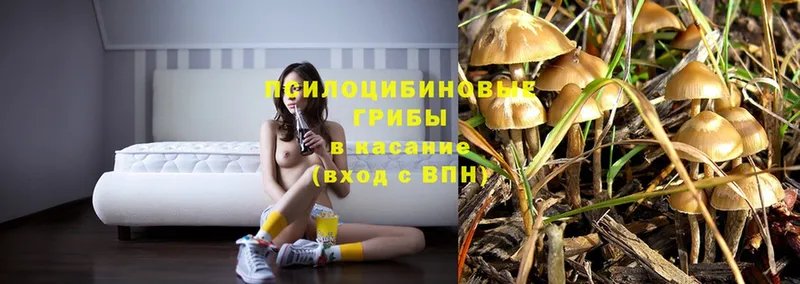 хочу   Мичуринск  Галлюциногенные грибы Psilocybe 