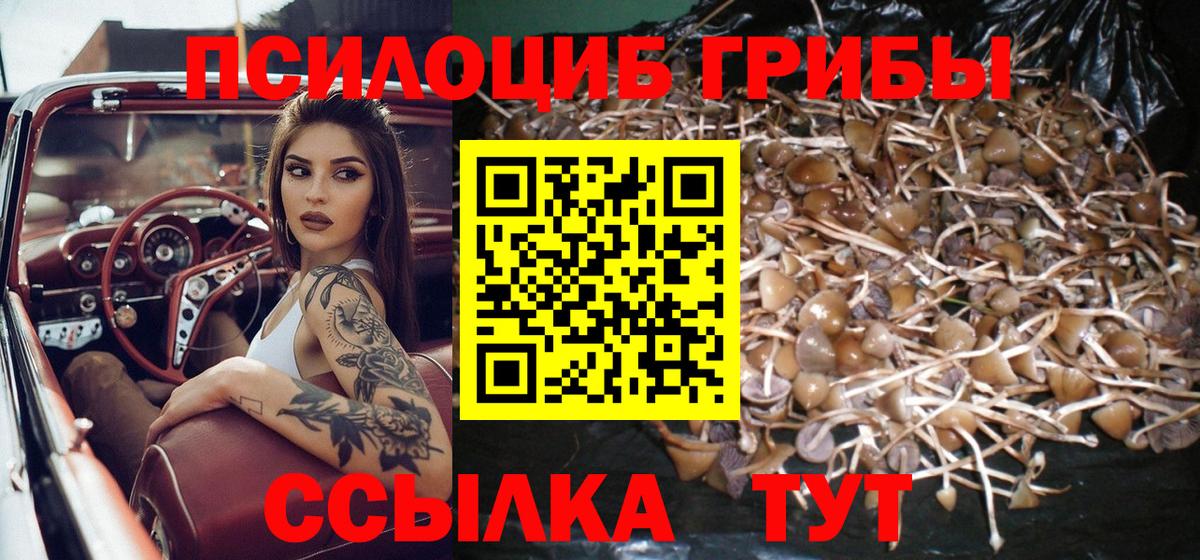 Галлюциногенные грибы Cubensis  Вход с VPN  Мичуринск 